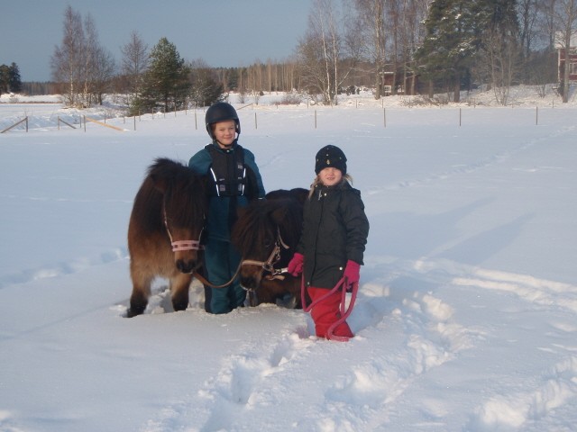 Barnen o shettisar i djup snö.jpg